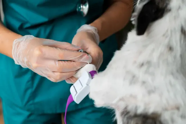 Argos Veteriner Kliniği'nde muayene olan sevimli bir kedi