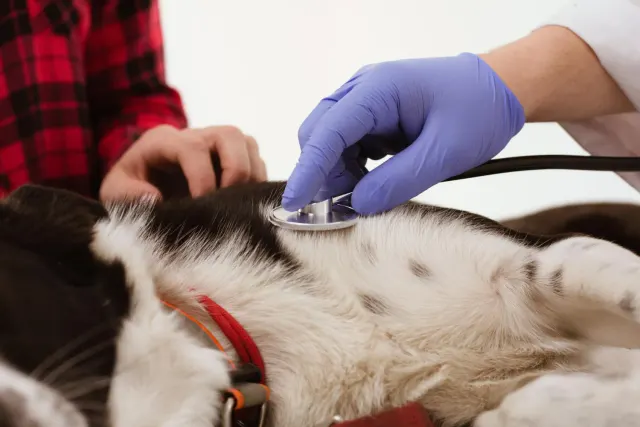 Argos Veteriner Kliniği'nde tedavisi tamamlanan neşeli bir dost