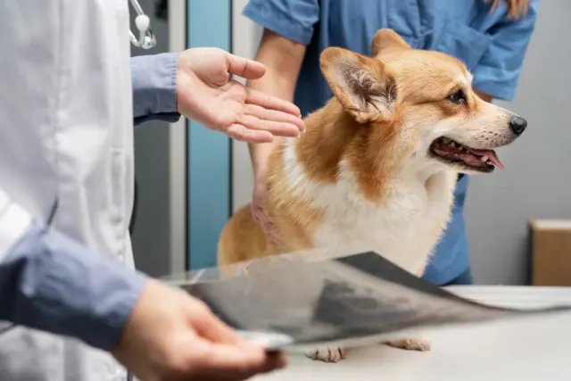 Argos Veteriner Kliniği'nde hekimlerle mutlu bir corgi