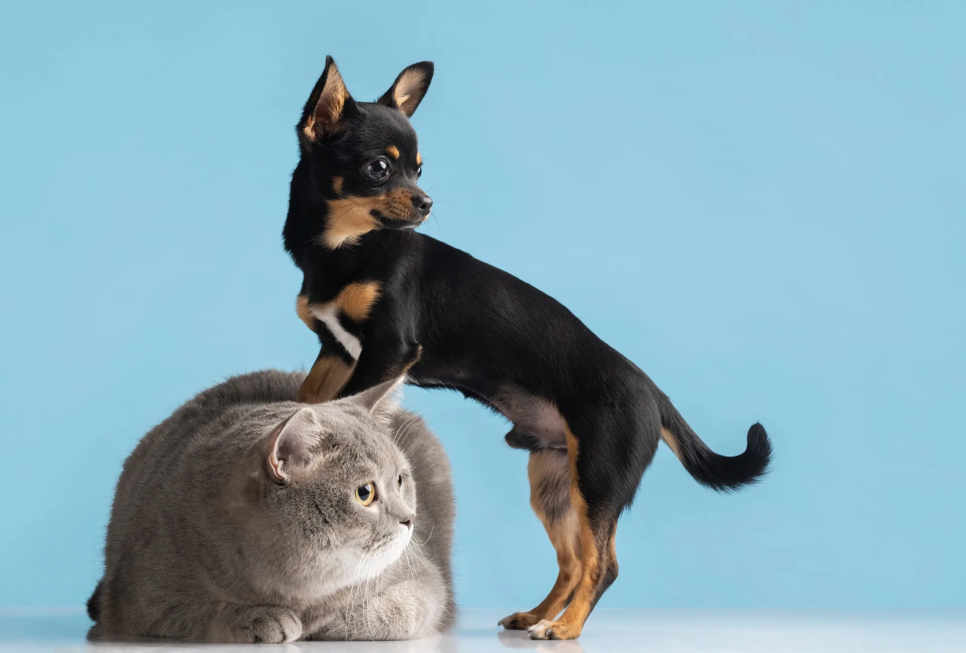 Senior Pet Bakım Programı (7+ Yaş)