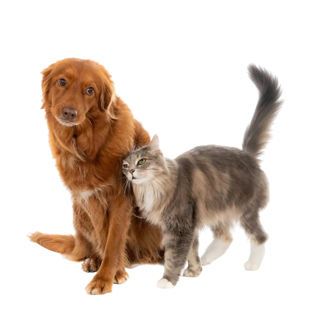 Argos Veteriner Kliniğinde birlikte poz veren kedi ve köpek